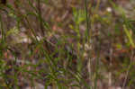 Panhandle meadowbeauty